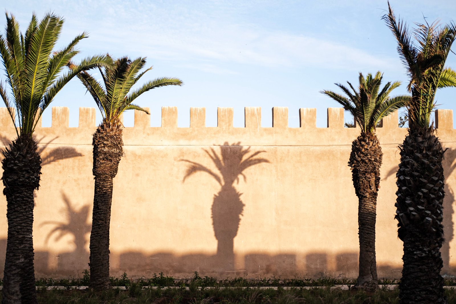 marketing SSG agency in Essaouira with palm tree